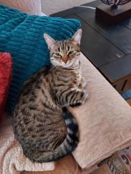 Lost Female Cat last seen Turnbridge Welles near Lupin, Chico, CA 95973