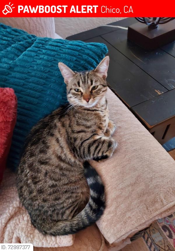 Lost Female Cat last seen Turnbridge Welles near Lupin, Chico, CA 95973