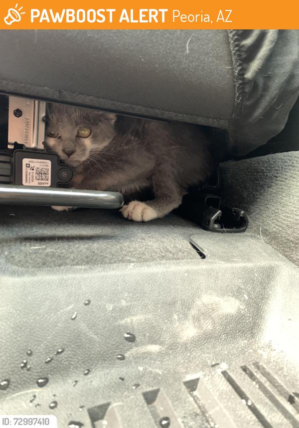 Found/Stray Unknown Cat last seen Near W Olive Ave Ste 202, Peoria, AZ 85345, Peoria, AZ 85345