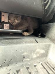Found/Stray Unknown Cat last seen Near W Olive Ave Ste 202, Peoria, AZ 85345, Peoria, AZ 85345