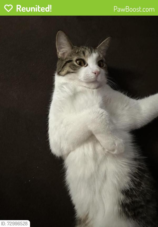 Reunited Male Cat last seen caton farm & county line, Plainfield, IL 60586