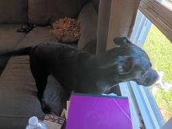 Found/Stray Female Dog last seen Sterling and East 50th terrace, Kansas City, MO 64133