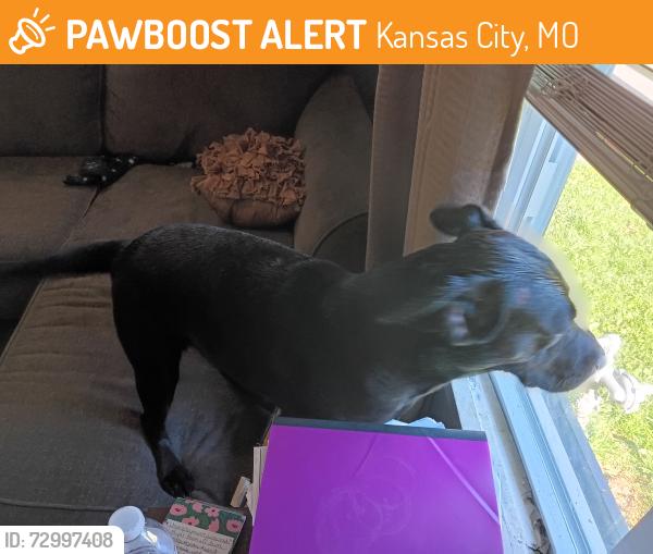 Found/Stray Female Dog last seen Sterling and East 50th terrace, Kansas City, MO 64133