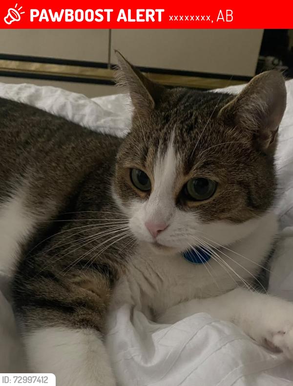 Lost Female Cat last seen 100a Ave NW, Едмонтон, AB 
