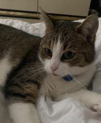 Lost Female Cat last seen 100a Ave NW, Едмонтон, AB 