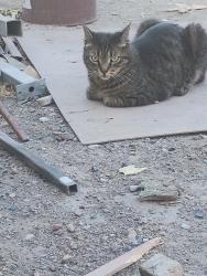 Found/Stray Unknown Cat last seen Desert inn and arville, Paradise, NV 89102