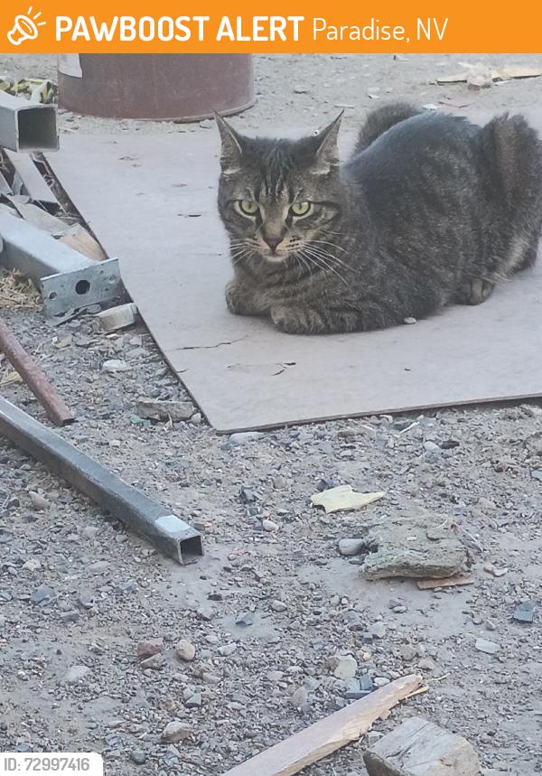 Found/Stray Unknown Cat last seen Desert inn and arville, Paradise, NV 89102