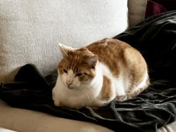 Lost Male Cat last seen Holly Street  & 2nd Ave, Confluence Park, Issaquah, WA 98027