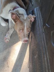 Found/Stray Female Dog last seen Near Woodside Manor in the neighborhood between Berrywood Drive and Heaton Drive, Ladson, SC 29456