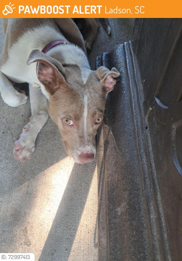 Found/Stray Female Dog last seen Near Woodside Manor in the neighborhood  between Berrywood Drive and Heaton Drive, Ladson, SC 29456