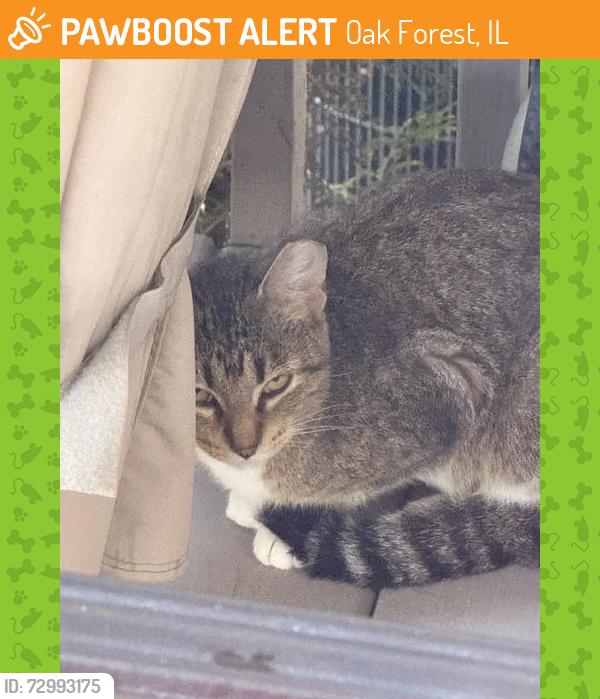 Found/Stray Unknown Cat last seen 151st and Oak Park Ave, Oak Forest, IL 60452