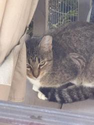 Found/Stray Unknown Cat last seen 151st and Oak Park Ave, Oak Forest, IL 60452