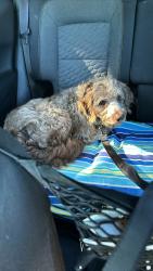 Reunited Male Dog last seen 80th St & 25th Ave, Kenosha, WI 53143