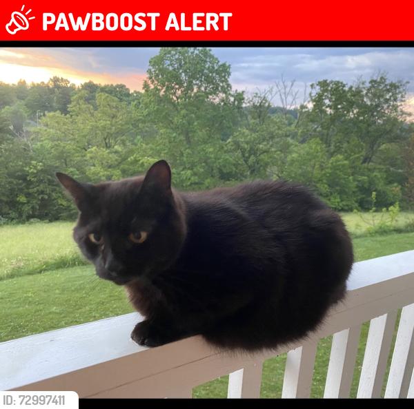 Lost Male Cat last seen Reece Rd/ Sheppard Branch Rd/ New Stock Rd, Buncombe County, NC 28787