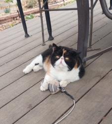 Reunited Female Cat last seen 30th and N Custer Ave, Loveland, CO 80537