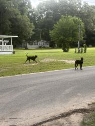 Found/Stray Female Dog last seen Suwanee & rebel, Escambia County, FL 32526