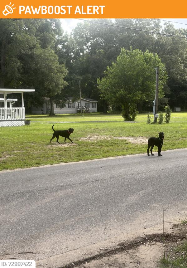 Found/Stray Female Dog last seen Suwanee & rebel, Escambia County, FL 32526