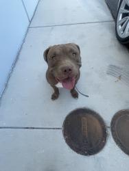 Reunited Male Dog last seen Near Civic Center Dr, North Las Vegas, NV 89030, USA, North Las Vegas, NV 89030