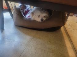 Reunited Female Dog last seen Parr Street and Mckenzie Street, Winnipeg, MB R2W 2H4