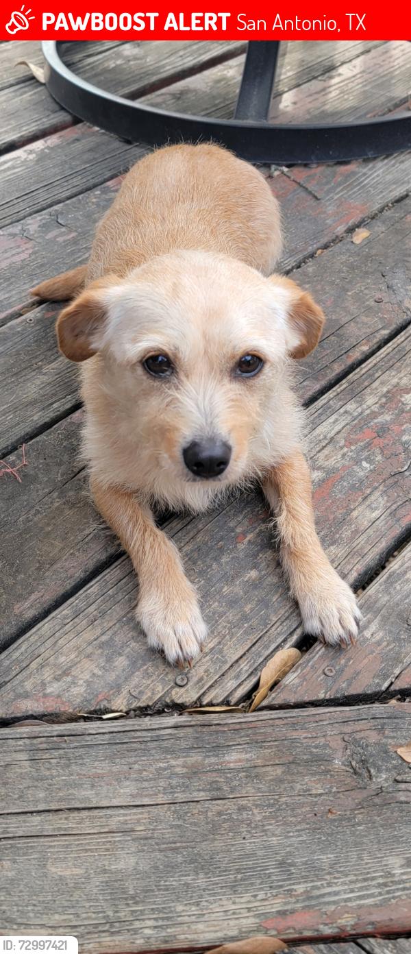 Lost Female Dog last seen Emerald pointe/Stahl Road, San Antonio, TX 78247