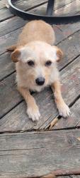 Lost Female Dog last seen Emerald pointe/Stahl Road, San Antonio, TX 78247