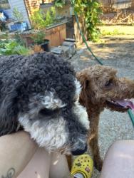 Reunited Male Dog last seen Merbs on Grand Ave, St. Louis, MO 63118