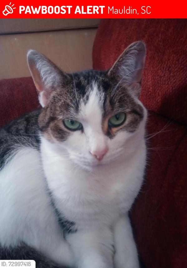 Lost Female Cat last seen Bartlett Street & North Golden Strip Drive, Mauldin, SC 29662