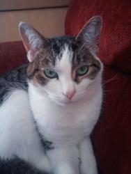 Lost Female Cat last seen Bartlett Street & North Golden Strip Drive, Mauldin, SC 29662