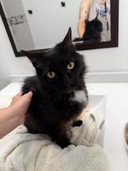 Found/Stray Unknown Cat last seen 25th street exit and palmetto expressway, Miami, FL 33162