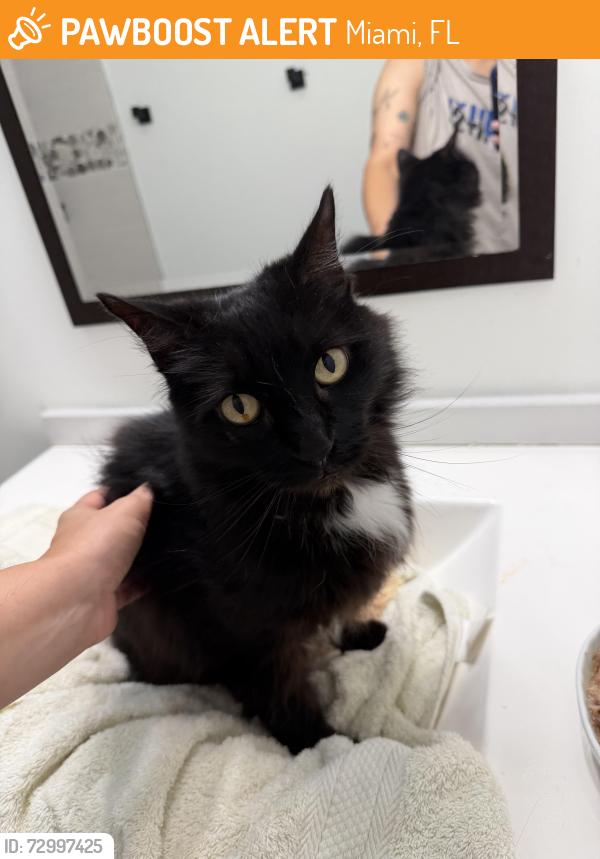 Found/Stray Unknown Cat last seen 25th street exit and palmetto expressway, Miami, FL 33162
