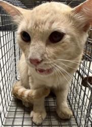 Shelter Stray Unknown Cat last seen NORTHLAKE BLVD/AS, 232 Eslinger Way, Sanford, FL 32773, USA