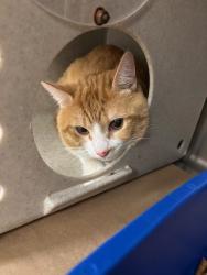 Shelter Stray Unknown Cat last seen , 232 Eslinger Way, Sanford, FL 32773, USA