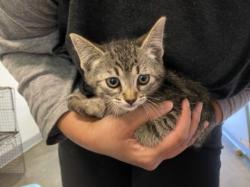 Shelter Stray Unknown Cat last seen , 1850 W 60th St, Los Angeles, CA 90047, USA