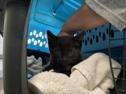 Shelter Stray Unknown Cat last seen , 1850 W 60th St, Los Angeles, CA 90047, USA