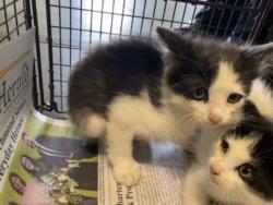 Shelter Stray Unknown Cat last seen , 1850 W 60th St, Los Angeles, CA 90047, USA