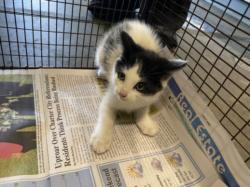 Shelter Stray Unknown Cat last seen , 1850 W 60th St, Los Angeles, CA 90047, USA