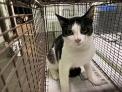 Shelter Stray Unknown Cat last seen , 1850 W 60th St, Los Angeles, CA 90047, USA