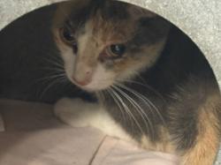 Shelter Stray Female Cat last seen , West Valley Animal Shelter, 20655 Plummer St, Chatsworth, CA 91311, USA