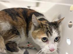 Shelter Stray Unknown Cat last seen Near BLOCK N 46TH ST, 3839 W Burnham St, West Milwaukee, WI 53215, USA
