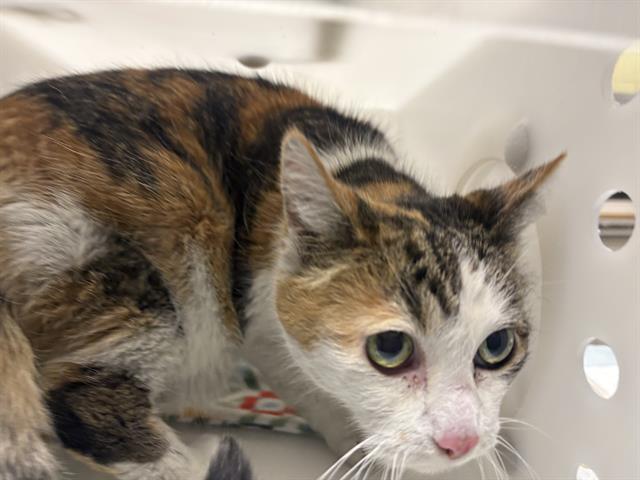 Shelter Stray Unknown Cat last seen Near BLOCK N 46TH ST, 3839 W Burnham St, West Milwaukee, WI 53215, USA