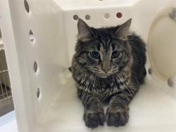 Shelter Stray Female Cat last seen Near BLOCK W LINCOLN AVE, 3839 W Burnham St, West Milwaukee, WI 53215, USA