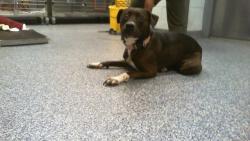 Shelter Stray Female Dog last seen CHARLOTTE, 8315 Byrum Dr, Charlotte, NC 28217, USA