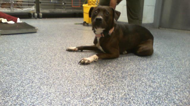Shelter Stray Female Dog last seen CHARLOTTE, 8315 Byrum Dr, Charlotte, NC 28217, USA