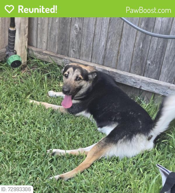 Reunited Male Dog last seen Wild Rose, Cross Oak Ranch, TX 76227