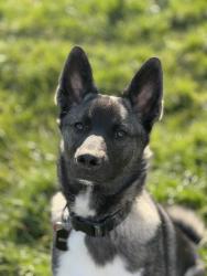 Lost Male Dog last seen Wallen Rd and Lima Rd..Crazy Pins area, Fort Wayne, IN 46803