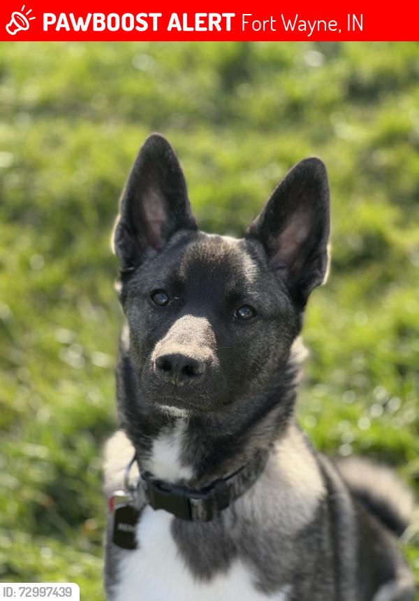 Lost Male Dog last seen Wallen Rd and Lima Rd..Crazy Pins area, Fort Wayne, IN 46803
