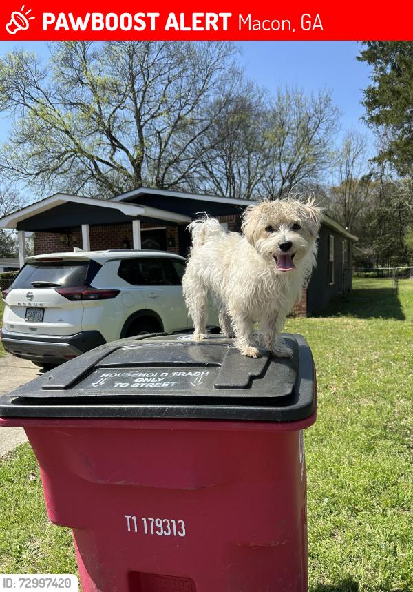 Lost Male Dog last seen Buckner Avenue, Macon, GA 31204