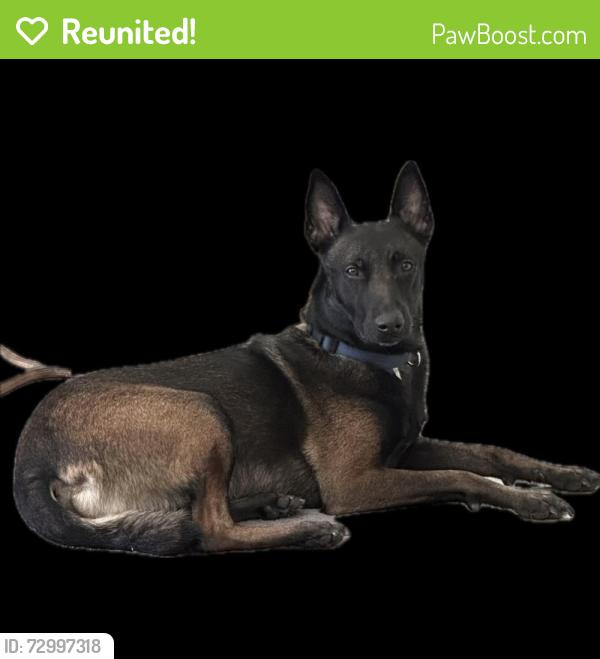 Reunited Male Dog last seen Summerly (Tarragon Street), Wildomar, CA 92595