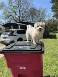 Lost Male Dog last seen Buckner Avenue, Macon, GA 31204