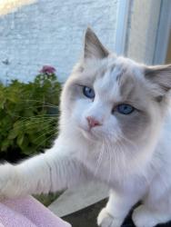Reunited Male Cat last seen Wildcreek Circle , Little Rock, AR 72223